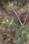 Greater Florida spurge